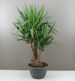 XL Yucca Branched Shrub