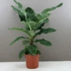 Large Banana Tree - Musa Dwarf Cavendish -Garners Garden Centre anan