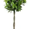 Laurus Nobilis Standard Bay Tree - 1 Tree Shaped With Plaited Stem - Height 100cm ( 3ft+) -Garners Garden Centre bay