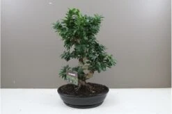 Ficus Ginseng - Banyan Fig Bonsai In Ceramic Planter