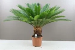 Cycas Palm - Japanese Sago Large