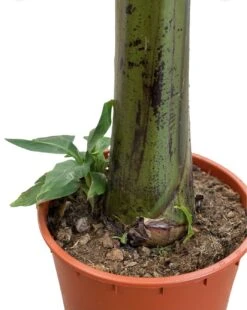 Large Japanese Banana Tree - Musa Basjoo -Garners Garden Centre musa 3