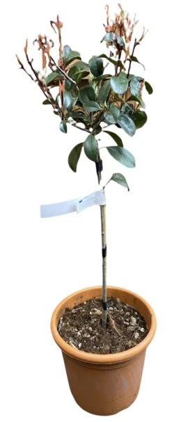 Photinia Red Robin Lollipop