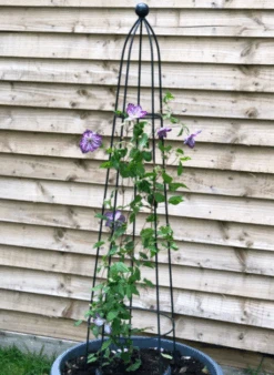 Queen Obelisk Classic 1.2m