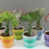 Quirky Cactus Gift - Euphorbia Lactea -Garners Garden Centre yj