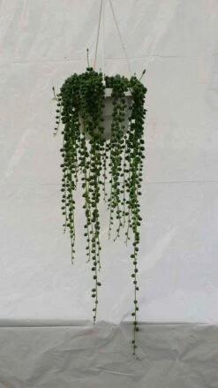 String Of Pearls - Hanging Basket